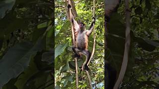 Spider monkey Playa del Carmen Mexico tropical Caribbean jungle animal life #wildlife #nature #cute