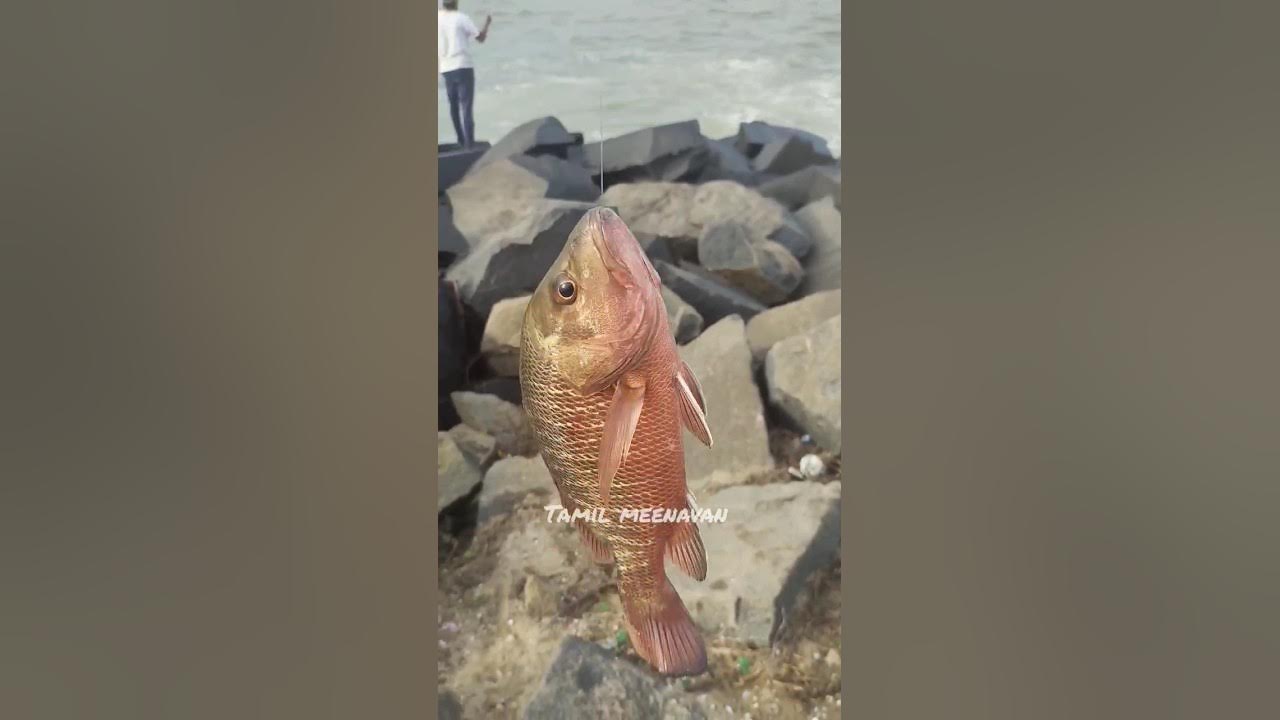 Mangrove jack fish catching using live prwan #shortsfeed 