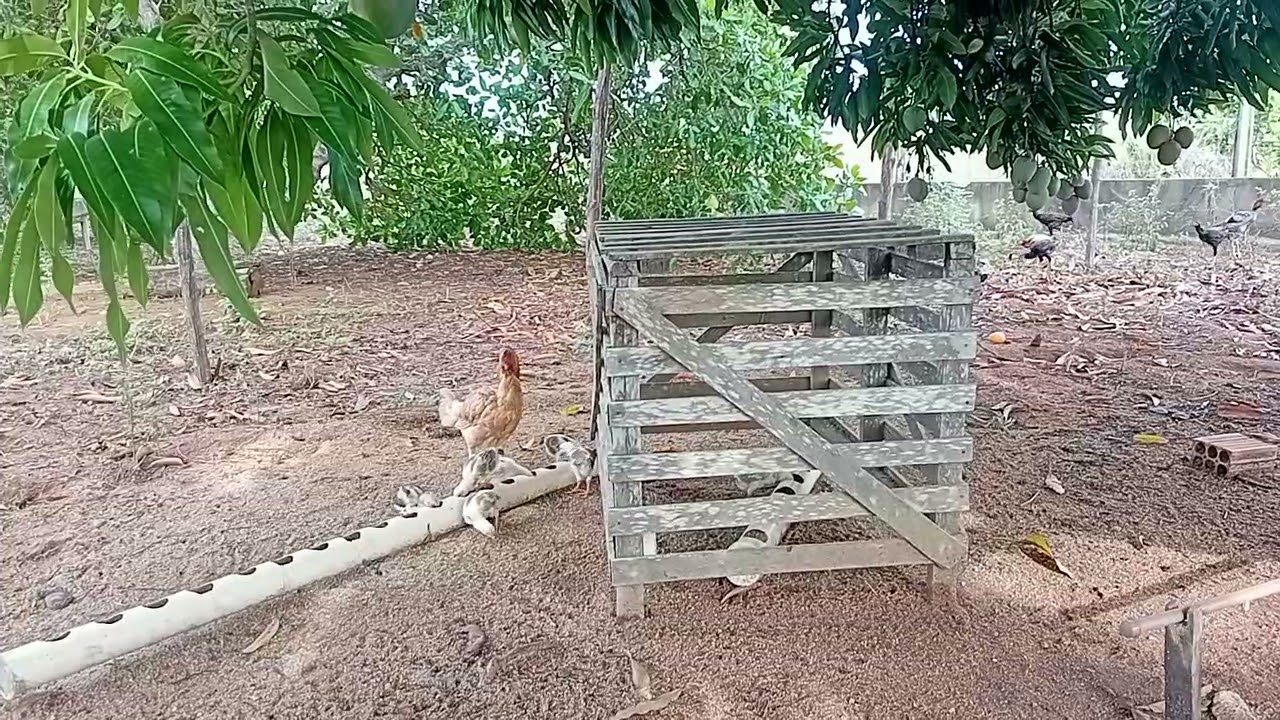 Marquinho Sobrinho: Cocheira Timbauba  mais dia de trabalho graças à Deus!