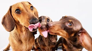 One Hour Funny Dogs Video Compilation, ultimate Dachshund Dogs Videos 2021 | Funny pet videos