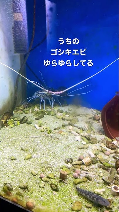 錦海老と五色海老の違い Youtube