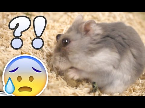 Video: Womit Sind Hamster Krank