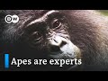 Medicine from the jungle - rainforest pharmacy | DW Documentary