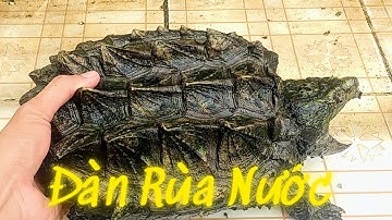 Đàn Rùa Nước Của Mình / Vũ Lê Channel
