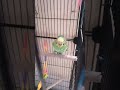 The budgie Lemon🦜 #birds #parakeet #budgie #parrot
