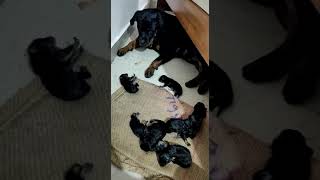 Rottweiler  giving birth to 9 puppies
