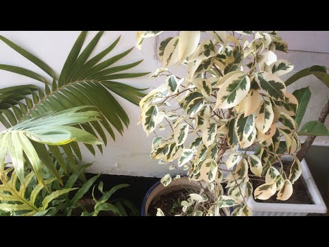 Best permanent plants for beginners | Top easy to care plants for new