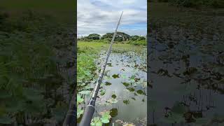 Catching fish at leak #fishing #fish #camping #catfish #catchfish #adenture #howto #trip #traveler