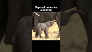 Elephant Bebes Are A Handful #Truefacts #Shorts #Elephant #Cute