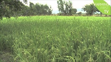 2015 "Olam Prize for Innovation in Food Security" awardee : Norman Uphoff