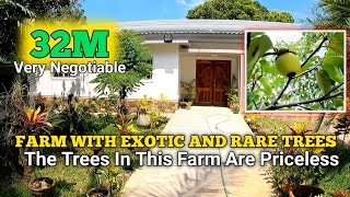 Farm With Exotic Fruit Bearing Trees and Fishpond | San Antonio Zambales