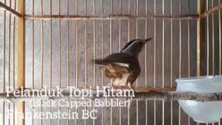 Pelanduk Topi Hitam Black Capped Babbler Belajar Bunyi