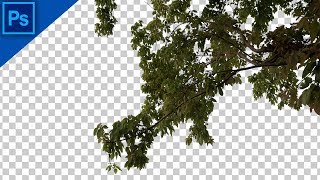 How to Cut Out a Tree in Photoshop | Photoshop Tutorial