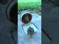 The simplest bird trap - a great quail trap #shorts