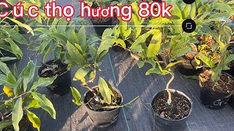 Cúc thọ hương 80k, cúc tây thi , cúc hoàng đế 0944627959