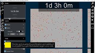 Incucyte® Immune Cell Killing Assay Analysis live cell analyzer 단백질 항체 세포배양 세포치료제 면역세포