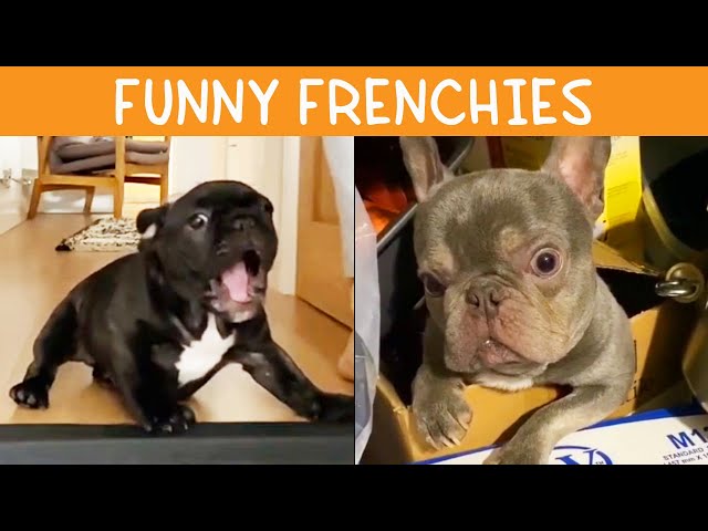 Funny French Bulldog | TikTok Compilation class=