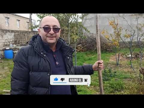 Video: Ağac əkilməsi Mifləri