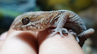 Meet Criz P. My Pictus Gecko! Juvenile Pareodura Picta Set Up