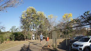 #parqueolhosdagua #ipes #parque Parque Olhos D'água -  Brasília   DF