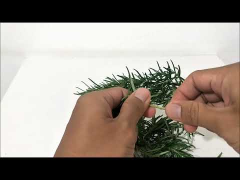 Video: Cara Menggunakan Rosemary