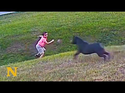 Heroic German Shepherd Protects Boy from Attacking Dog