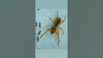 Camel Spider Vs Ants 