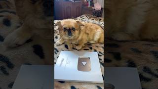 Собачка Украла Серебряную Кнопку #шортс