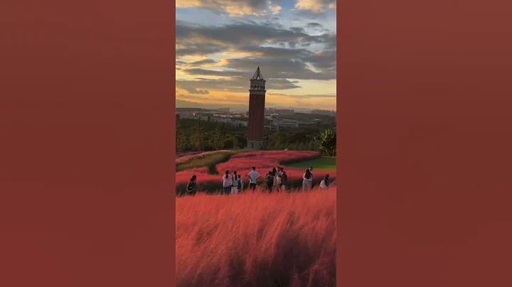 這是在夢裡，還是在畫里？！當雲南大學校園裡的粉色花海和日落相遇，網友：秋天還可以是浪漫的粉色 來源@人民網 #校園 #夢境 #花海 #日落 #秋天 #shorts - 天天要聞