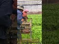 Oddly Satisfying Trimming a Sea of Green with This Custom Greenhouse Tool