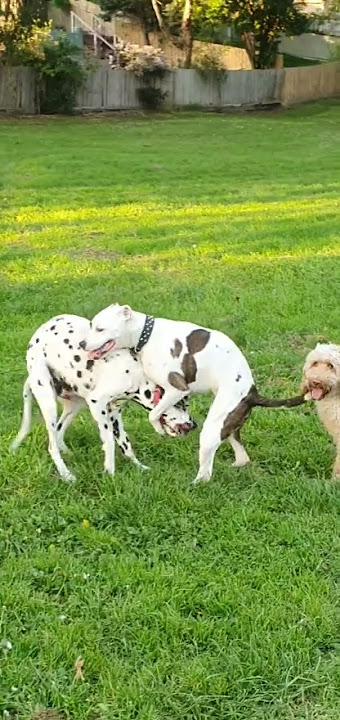 ménage à trois dog porn 🤫