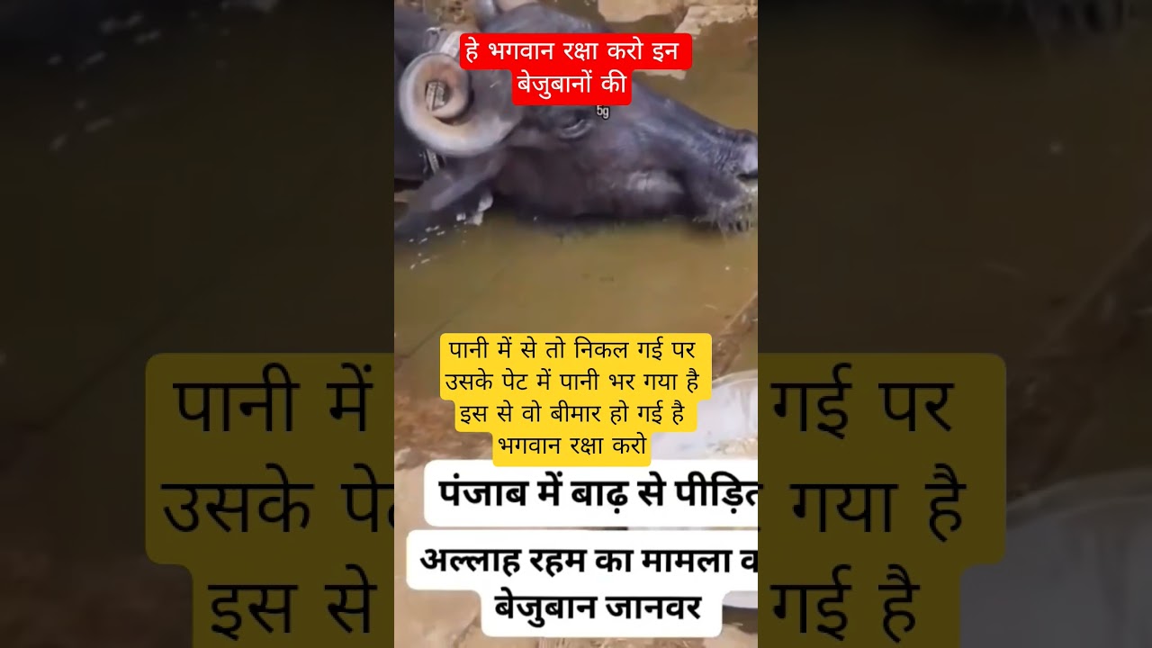 #motivation#radhekrishnakridhe #radhekrishna#trending#emotional#krishna#radheradhe@ashakumari1