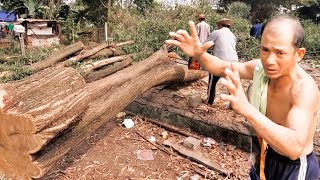 Vua khỉ và đồng nghiệp cưa những cây to cả đoạn đường tấp nập xe cộ. Sawing many giant tree