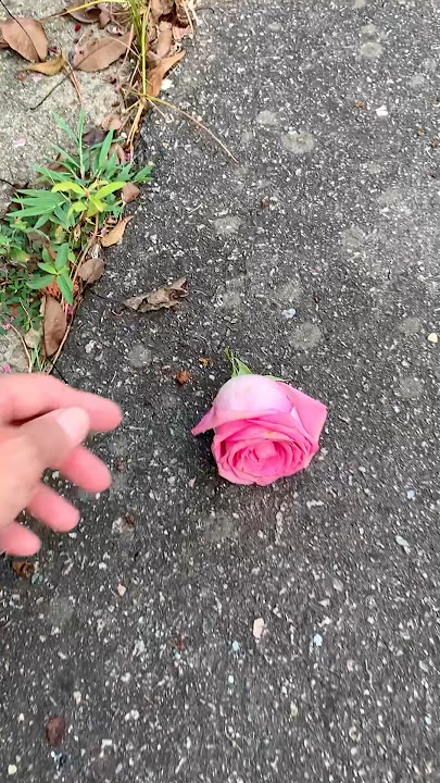 Someone threw a rose on the street 🥀😥