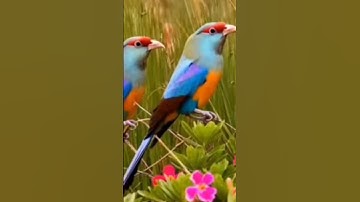 والذين آمنوا وعملوا الصالحات أولئك هم خير البرية 🌱سورة البينة ماهر المعيقلي #قرآن