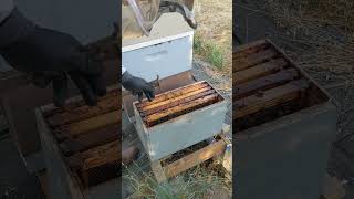 Mating nucs combined