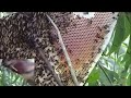 tree climbing skills without fear of heights harvesting honey from dangerous tall trees