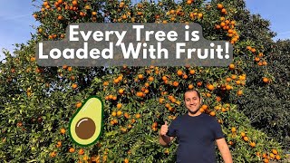 A Tour of the Biggest Backyard Orchard I've Ever Been To!