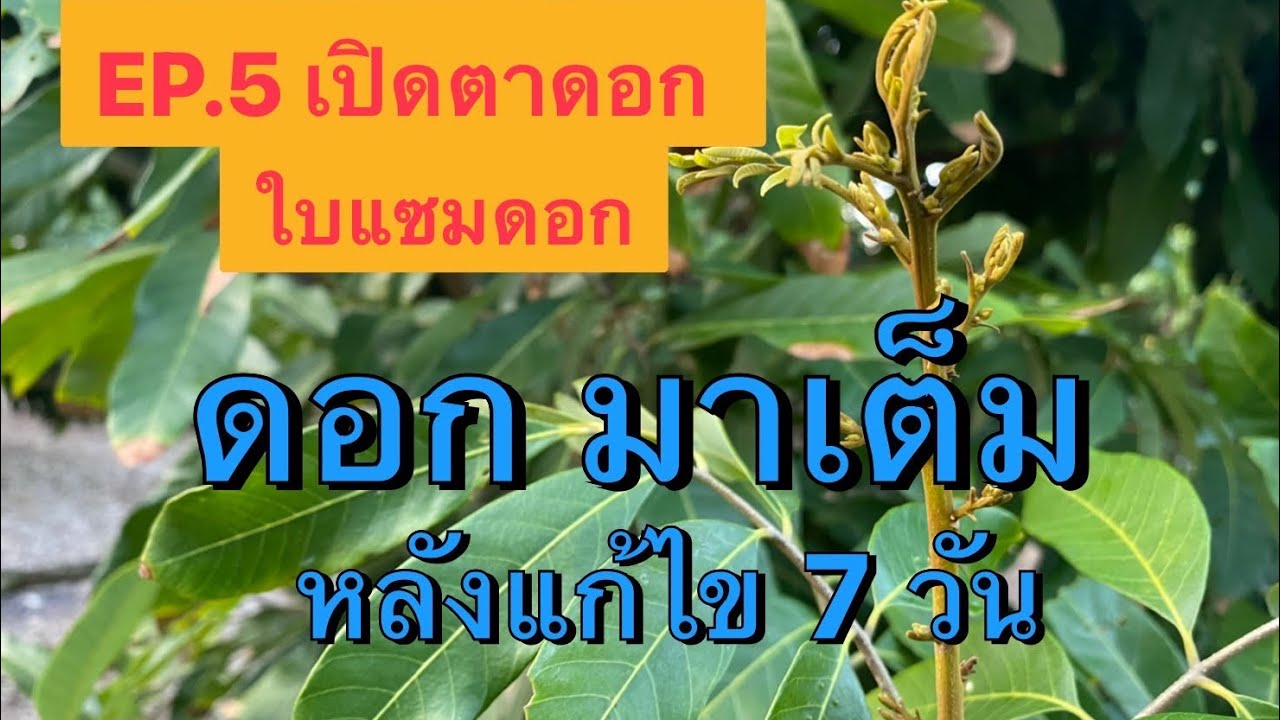 EP.5 เปิดตาดอกลำไย ใบแซมดอก หลังพ่นแก้ 7 วัน #เปิดตาดอกลำไย #ลำไยเป็นใบ #แก้ปัญหาดอกแซมใบ