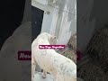 New Dogo Argentina Pitbull Pistenbully Amricanbully Dogbreed Dog Labrador 