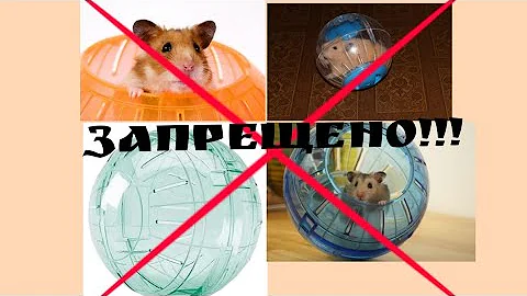 Почему хомякам запрещены прогулочные шары