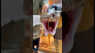3 Ular Pembunuh Manusia Terbanyak di Dunia #shorts