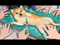 【注射はイヤぁ...】プルプル柴犬 病院がんばる！猫も予防接種ワクチンを応援🐱(#にゃんてわんだふる)