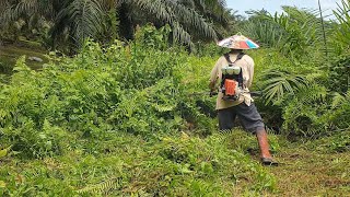 Cara potong rumput tinggi dan super semak