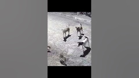 Thumbnail of Cats VS Dogs.. | Song: Vem Vem - Jmilton and MC Xangai |