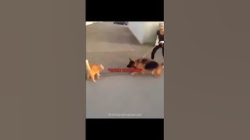 Cats VS Dogs.. | Song: Vem Vem - Jmilton and MC Xangai |