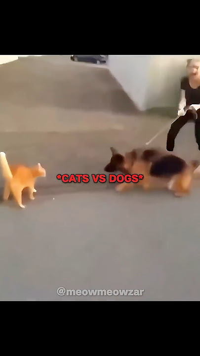 Cats VS Dogs.. | Song: Vem Vem - Jmilton and MC Xangai |