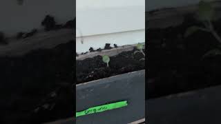 May Rituals #meditation #gardening #sunset #moon #fire #lifevlog