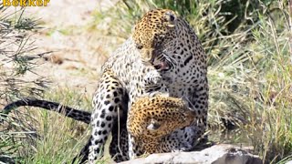 Leopards mating Biamity weir Kruger Park