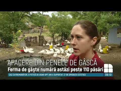 Video: Cum Să Păstrezi Gâștele